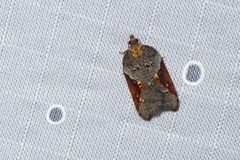Acleris macdunnoughi