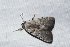 Catocala sordida