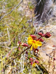Erythrostemon angulatus