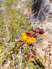 Erythrostemon angulatus