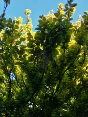 Fagus sylvatica