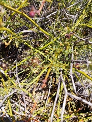 Erythrostemon angulatus