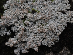 Stereocaulon dactylophyllum
