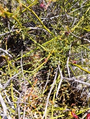 Erythrostemon angulatus