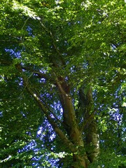 Fagus sylvatica