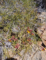 Erythrostemon angulatus