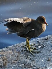 Gallinula chloropus