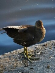 Gallinula chloropus