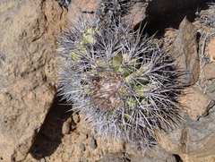 Copiapoa coquimbana