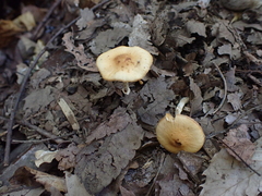 Conocybe arrhenii