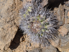 Copiapoa coquimbana
