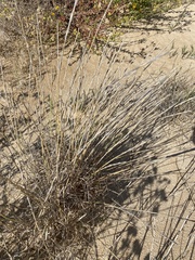 Elymus farctus