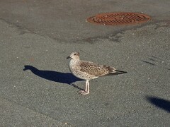 Larus argentatus