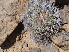 Copiapoa coquimbana