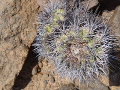 Copiapoa coquimbana