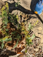 Solidago radula