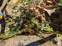 Solidago radula