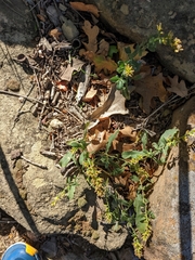 Solidago radula