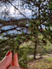 Cedrus brevifolia