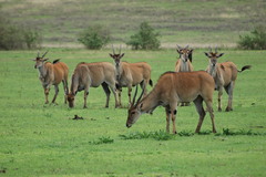 Tragelaphus oryx pattersonianus