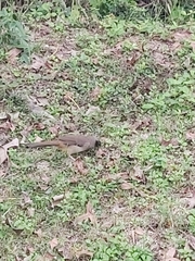 Pterorhinus perspicillatus