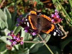 Vanessa atalanta