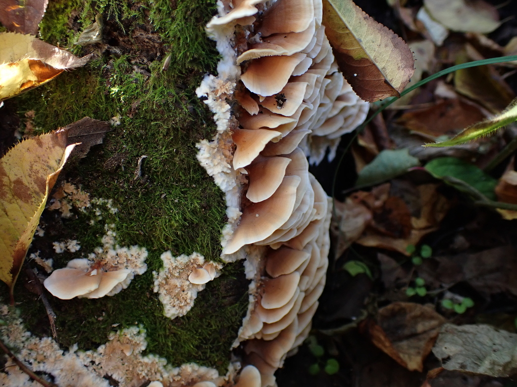 Irpex consors · November 2022 · photo: © atsushi_nakajima_cirque (iNaturalist, cc-by)