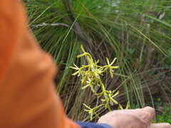 Dipodium hamiltonianum
