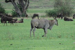 Tragelaphus oryx pattersonianus