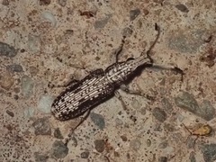 Phloeopemon
