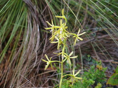 Dipodium hamiltonianum