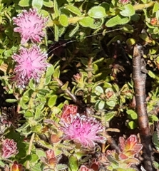 Diastella divaricata divaricata