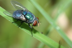 Lucilia eximia