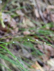 Scleria lithosperma