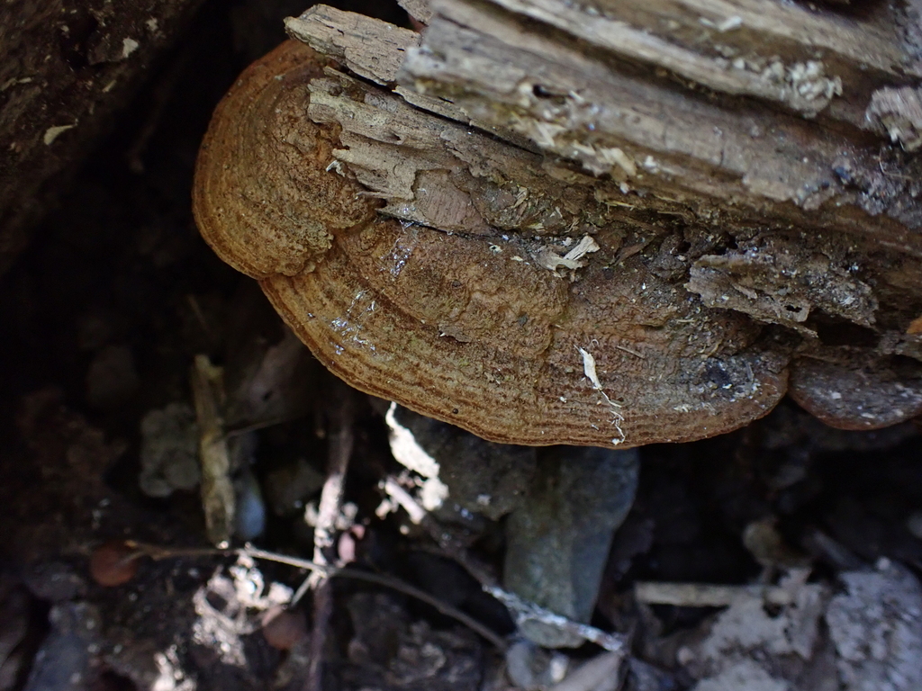 Fuscoporia gilva · November 2022 · photo: © atsushi_nakajima_cirque (iNaturalist, cc-by)