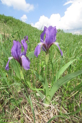 Iris aphylla
