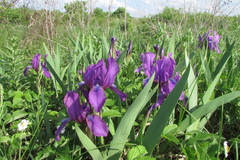 Iris aphylla
