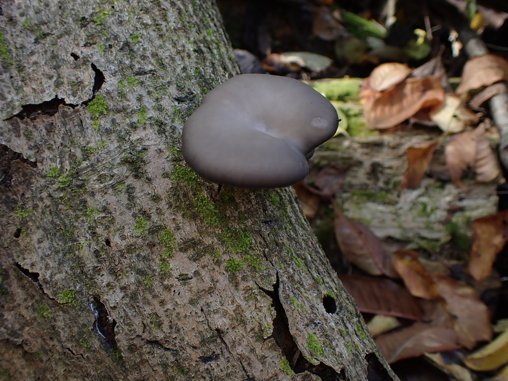Pleurotus ostreatus · November 2022 · photo: © atsushi_nakajima_cirque (iNaturalist, cc-by)