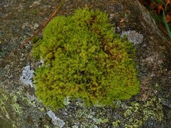 Grimmiaceae
