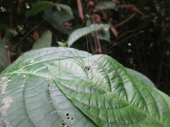 Phalangioidea