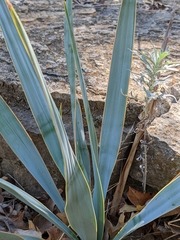 Yucca pallida