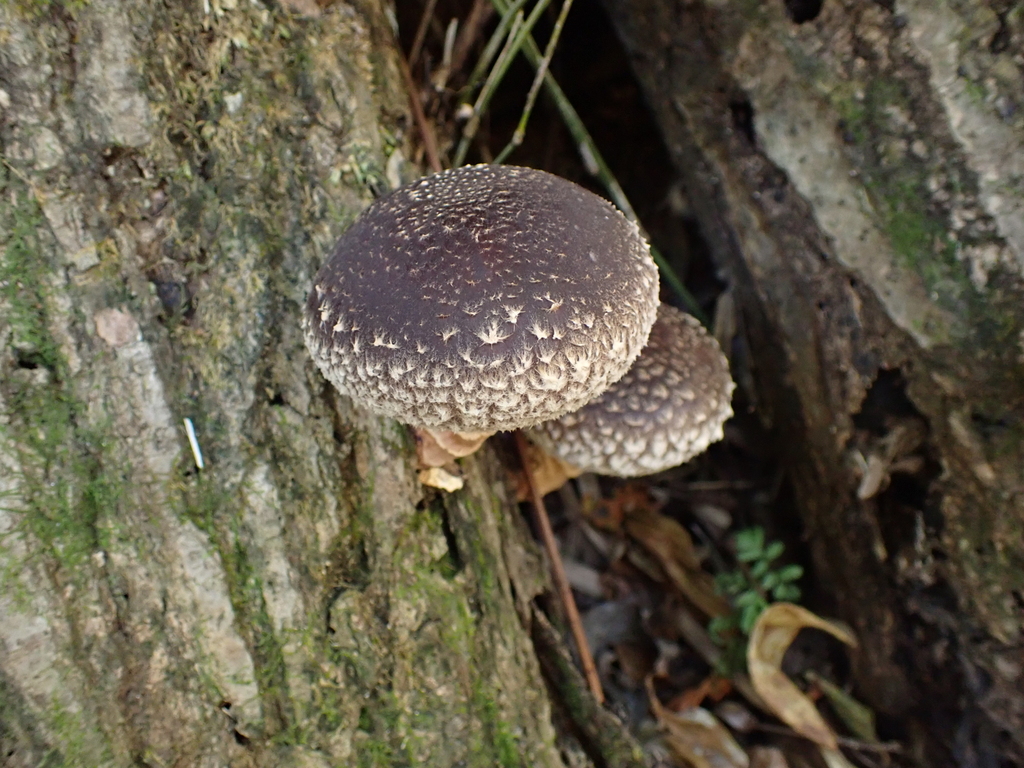 Lentinula edodes · November 2022 · photo: © atsushi_nakajima_cirque (iNaturalist, cc-by)