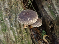 Lentinula edodes