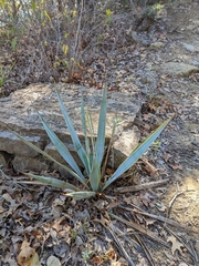 Yucca pallida