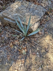 Yucca pallida