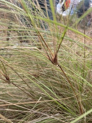Sporobolus pumilus