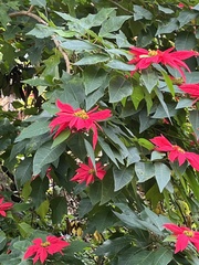Euphorbia pulcherrima