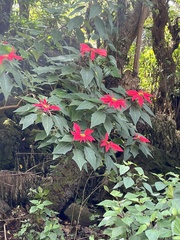Euphorbia pulcherrima