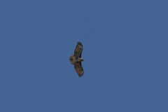 Buteo brachypterus