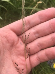 Muhlenbergia montana